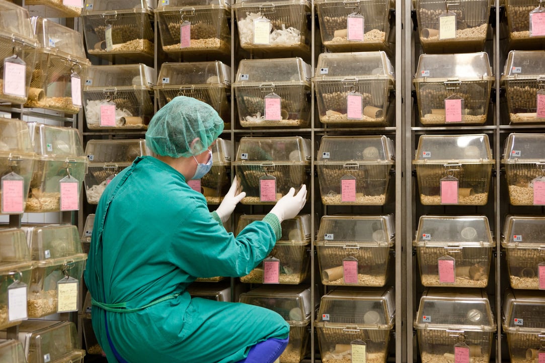 lab assistant takes care about laboratory animals in plastic cages